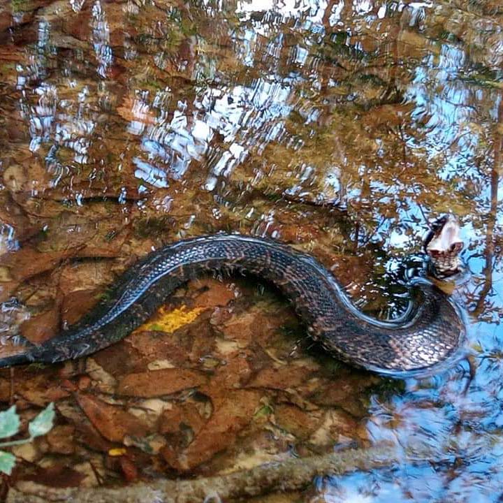 Water Moccasins like these love to go into a pool
