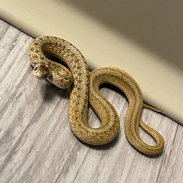 Dekay's Brown Snake here in Buena Vista Virginia. 