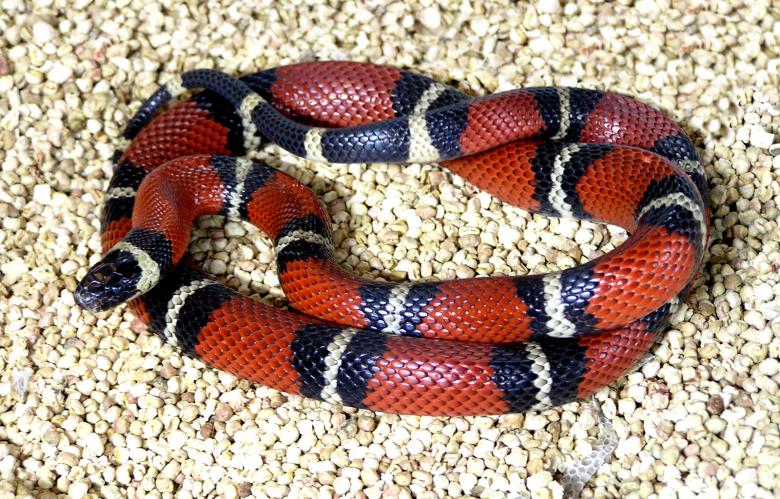 Milk Snake here in Gordonsville Virginia. Call for Snake Removal in Gordonsville