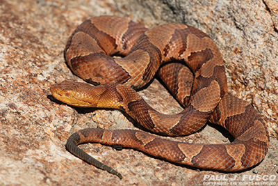 Copperhead Snake here in McDowell Virginia. 