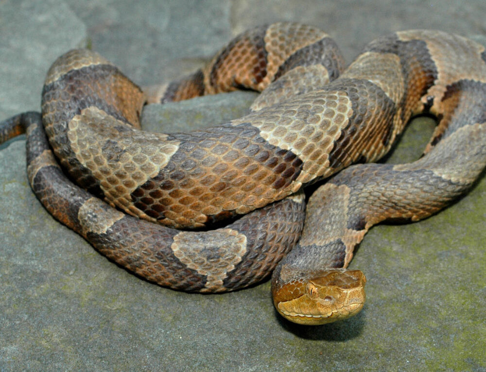 Timber Rattlesnakes in Virginia - Virginia Snake Removal