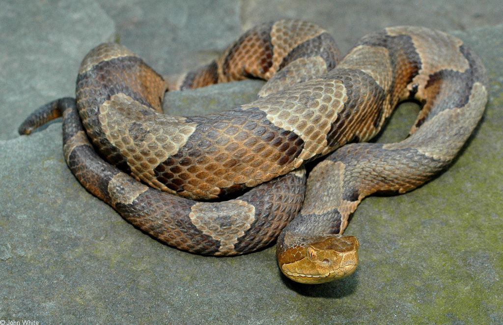 Copperhead Snake Facts – Habitat, Identifying