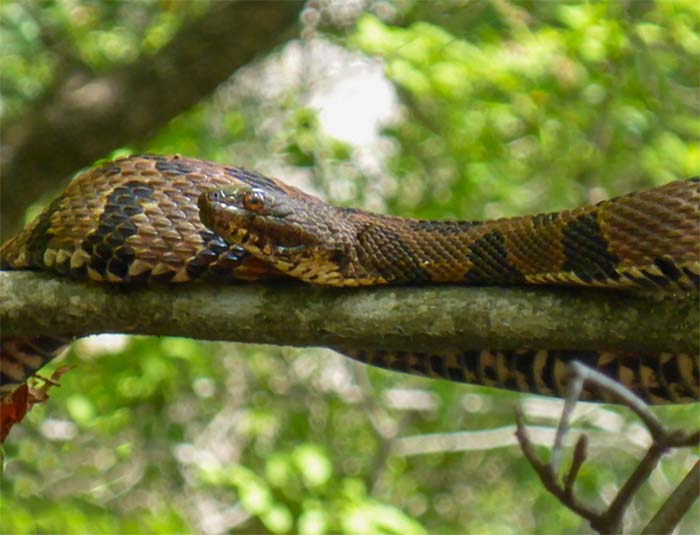 Brown Watersnake - juvenile