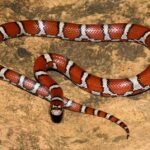 Milksnake