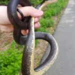 Eastern Rat Snake