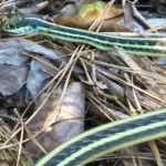 Common Ribbon Snake