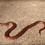 Eastern Worm Snake