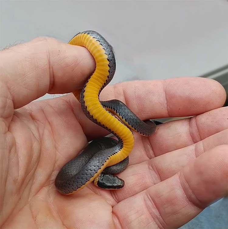Northern Ring-Necked Snake in Hand