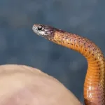 Red Belly Snake