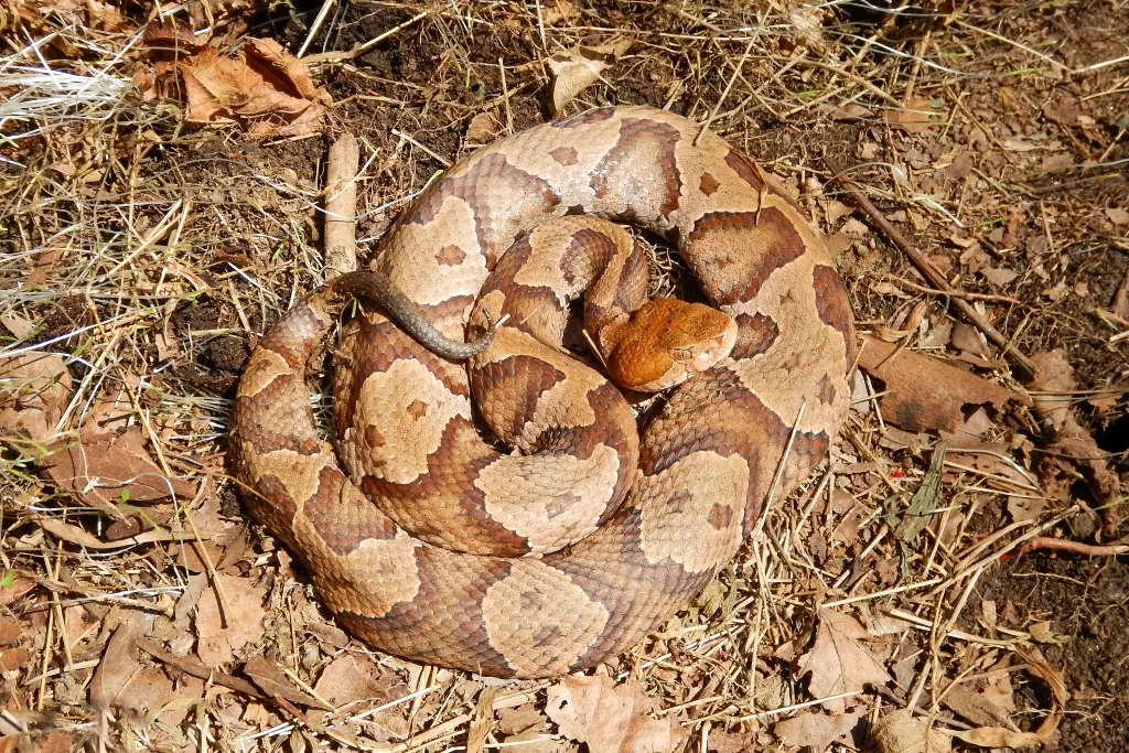 Eastern Copperhead Basking in the Sun