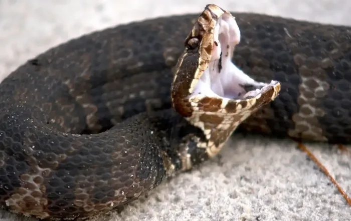 cottonmouth snake Virginia