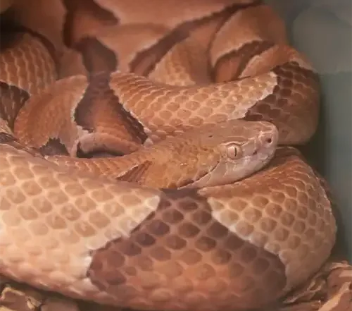 A copperhead as shown here is one of the most common misidentified snake here in Virginia