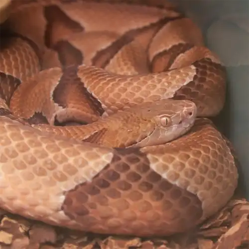 How to Identify Venomous Snakes