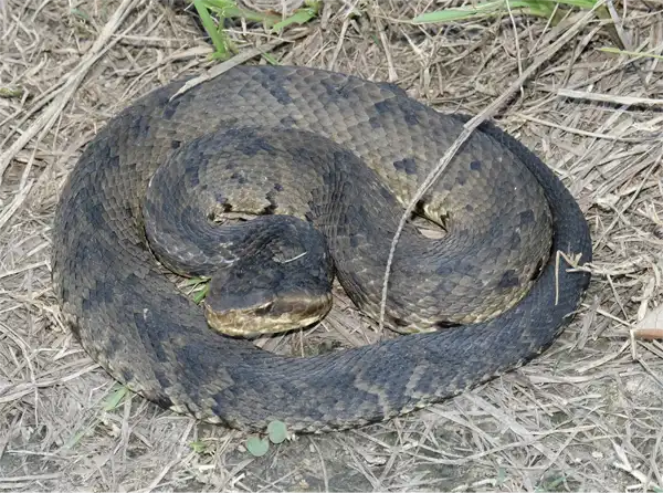 A Virginian Cottonmouth Basking in the Sun
