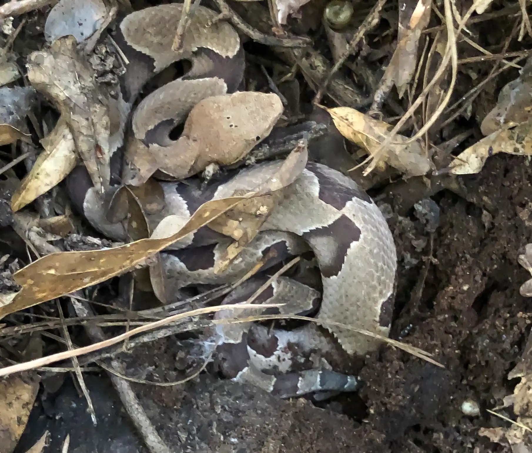 A copperhead hiding within the leaves showcasing it's camoflauge