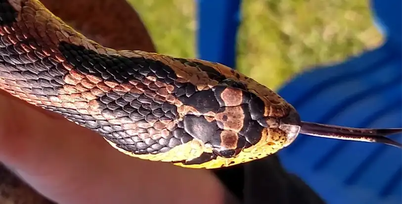 The Round shaped head of a non-venomous Eastern Hognose Snake