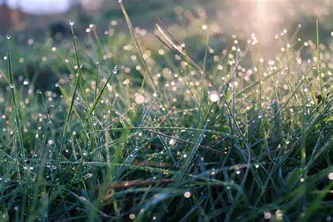 Moisture such as rainfall and morning dew can affect Snake Repellents