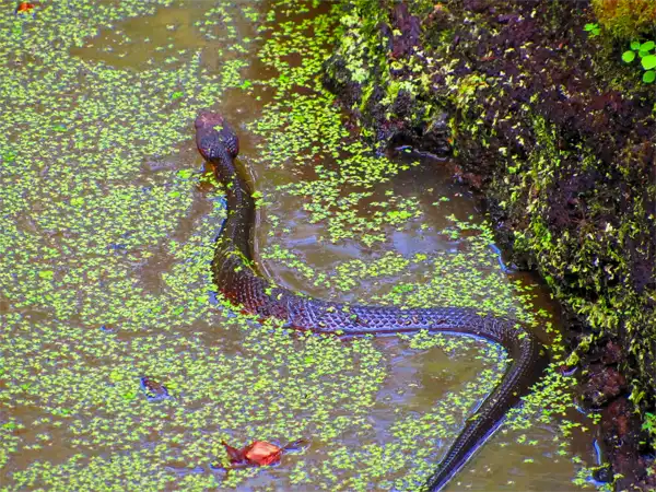 Cottonmouth Swimming in the Great Dismal Swamp in Virginia
