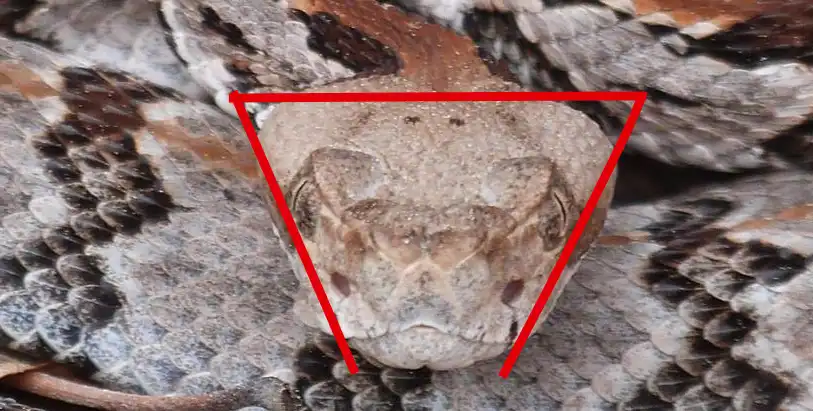 The triangular headshape of a venomous snake. Copperheads have head shapes like these