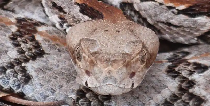 The Triangular shaped head of a venomous timber rattlesnake