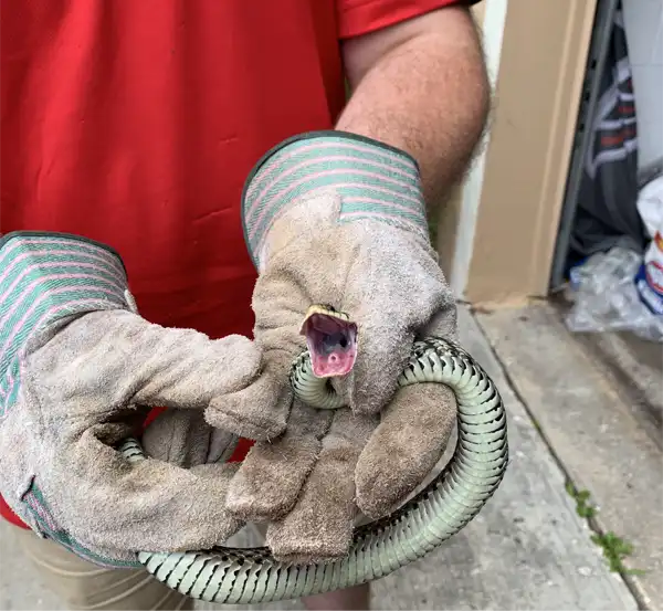 one of our technician holding a caught garter snake from one of our traps