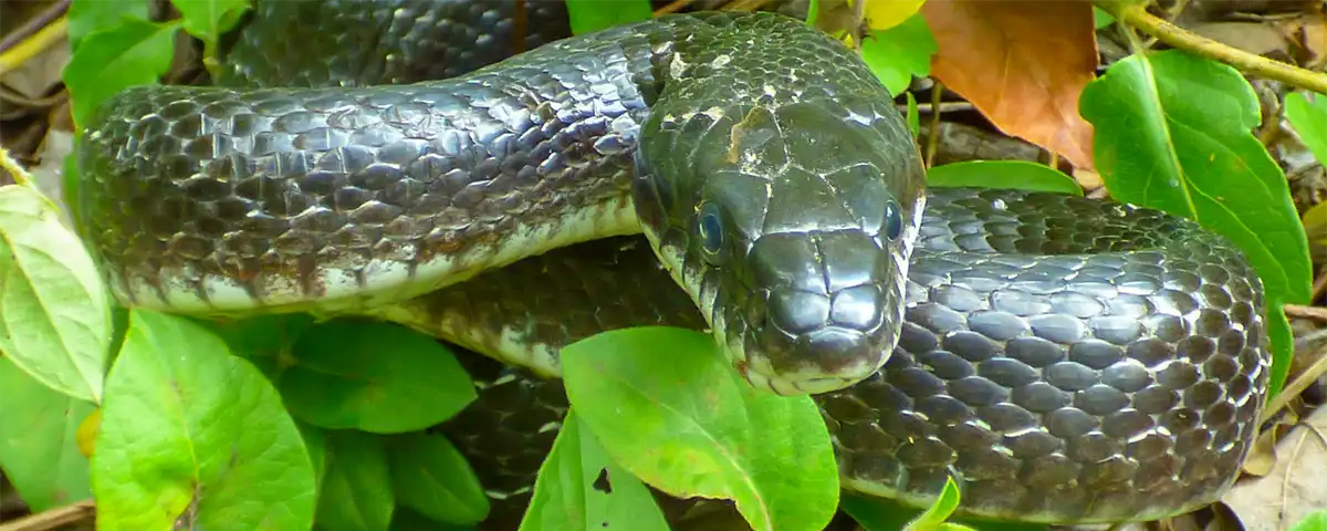 a calm Eastern Rat Snake in foliage, showcasing the false myth of them being aggressive
