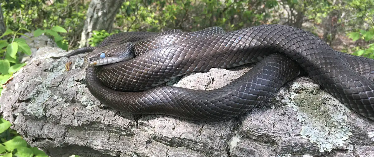 Eastern Rat Snake lounging around here in Virginia