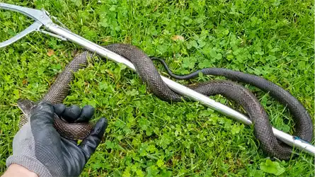 Snake Removal and trapping