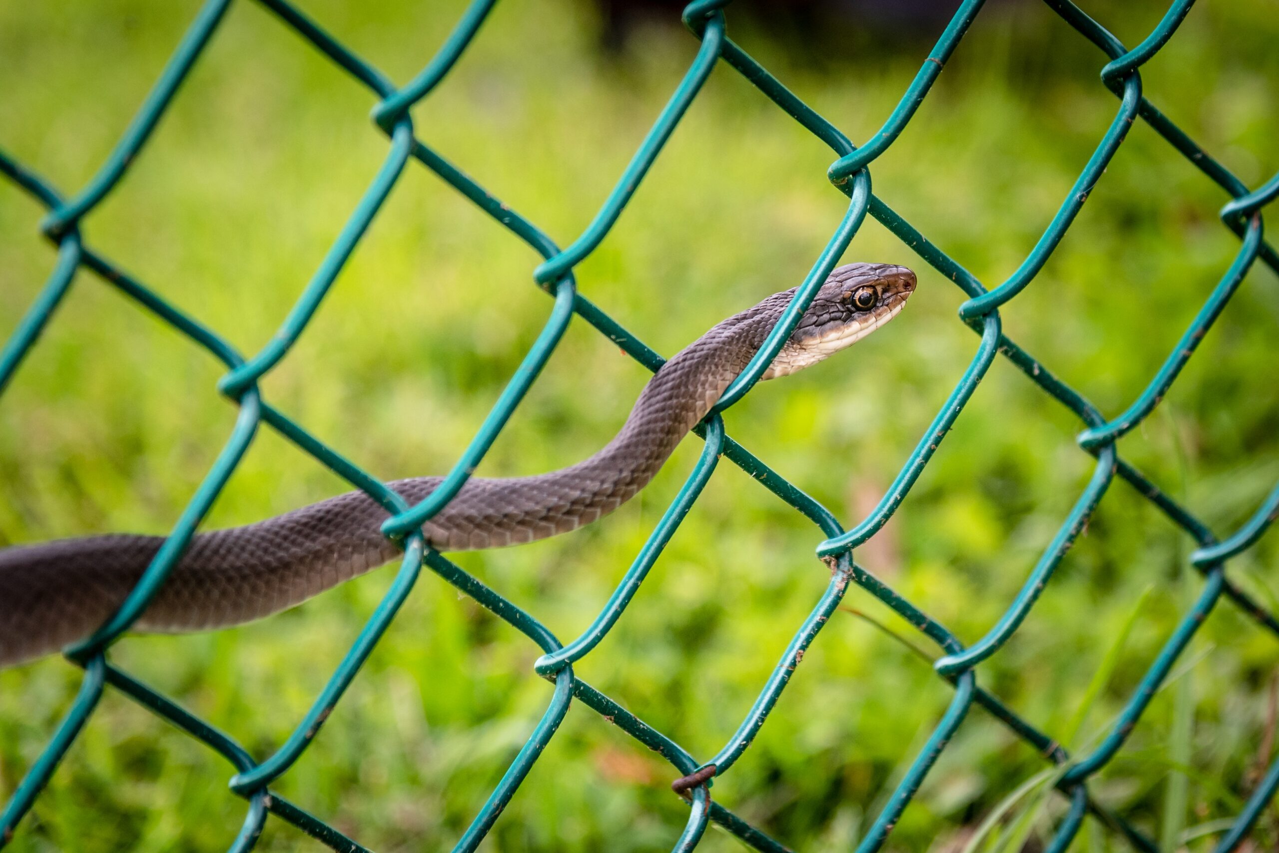 Alexandria Snake Trapping - A snake trap outide on the customers property